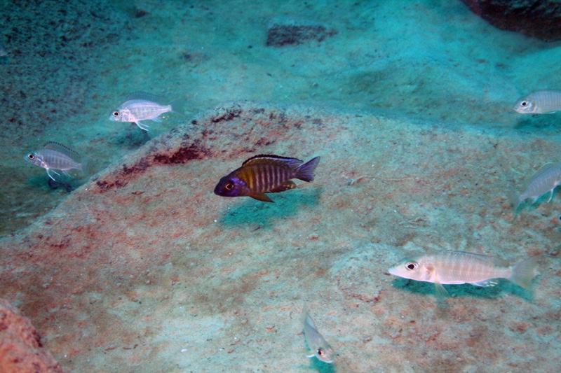 Aulonocara sp. 'chitande type north' Masimbwe Island